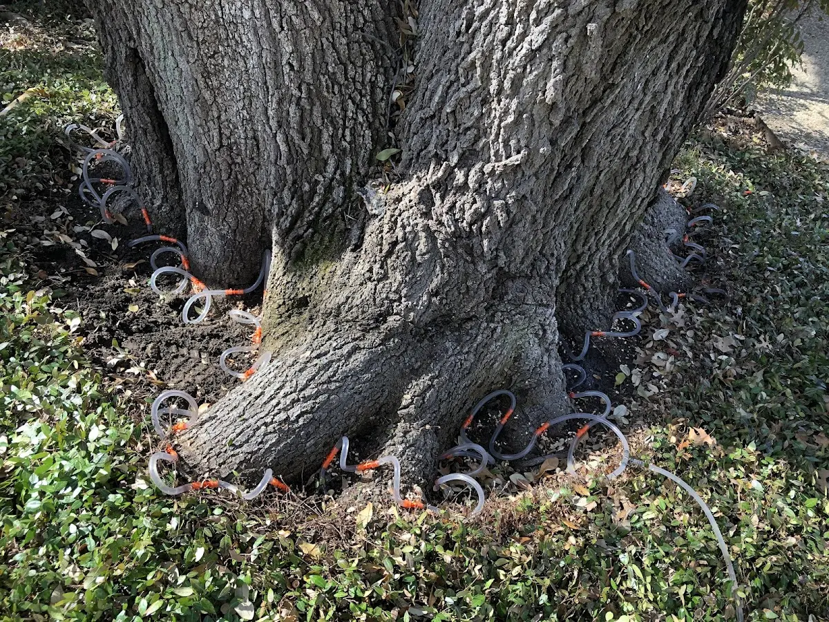 Detailed Tree Cabling and Bracing job site in Chino Valley