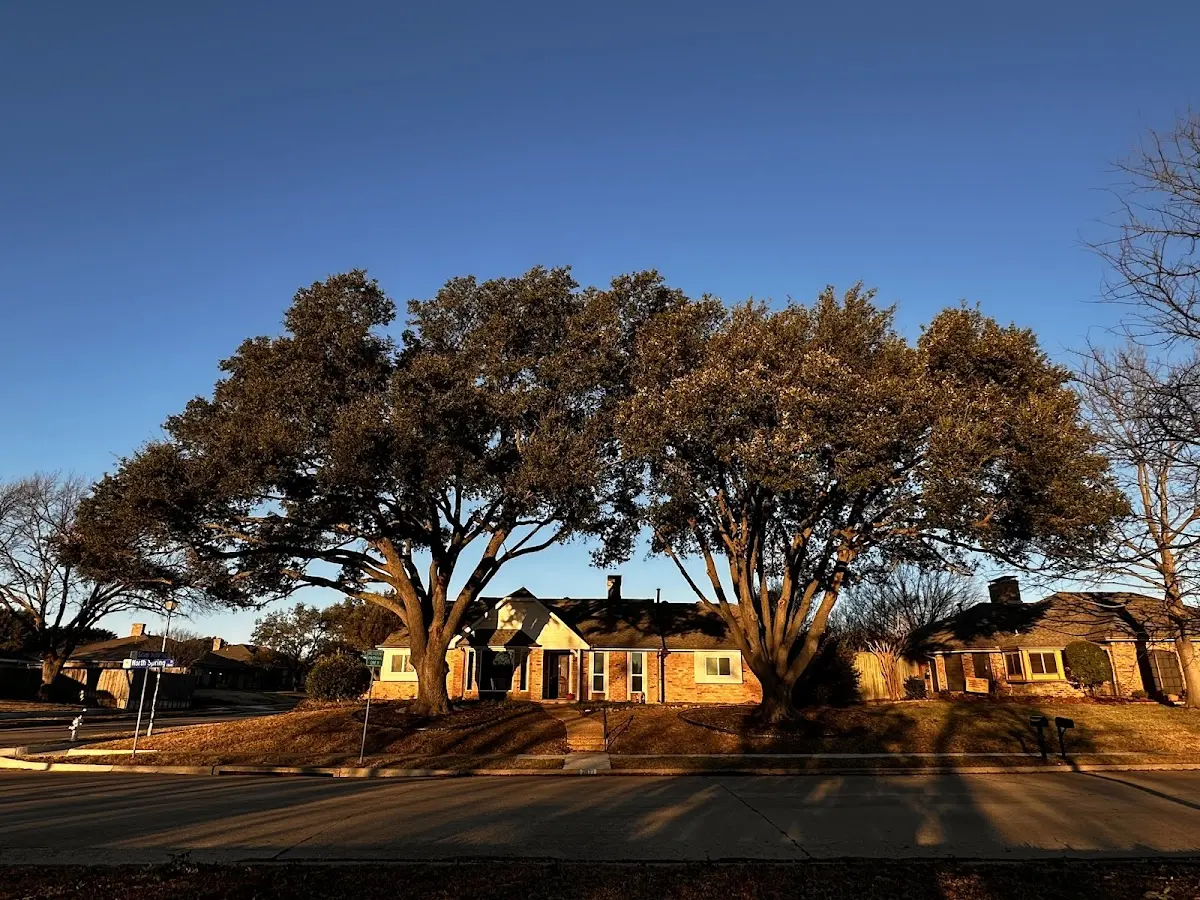 Established residential canopy tree shading a home in Chino Valley